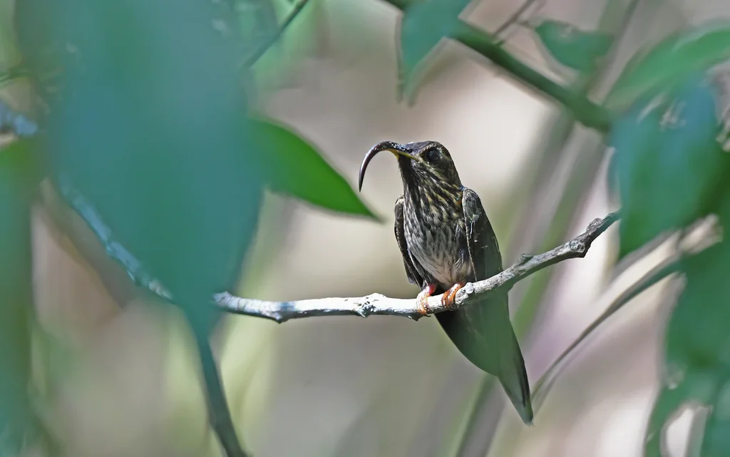 黄尾镰嘴蜂鸟(Eutoxeres condamini)