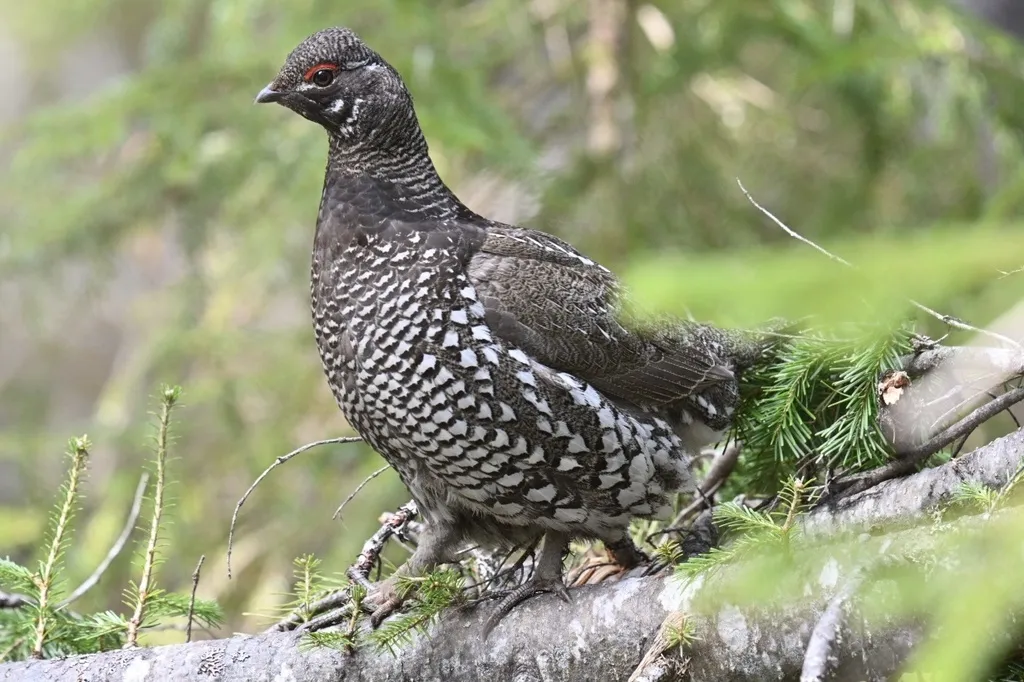 镰翅鸡(Falcipennis falcipennis)