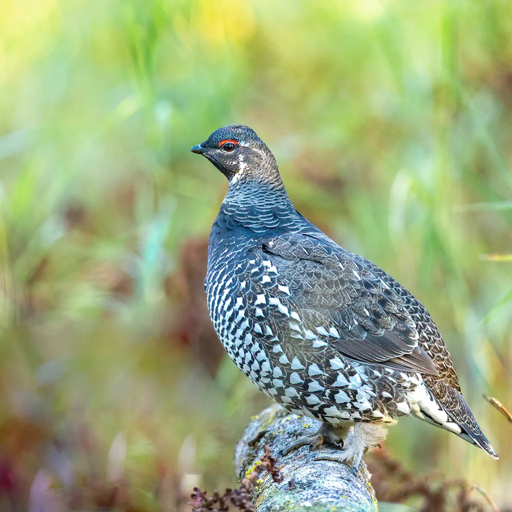 镰翅鸡(Falcipennis falcipennis)