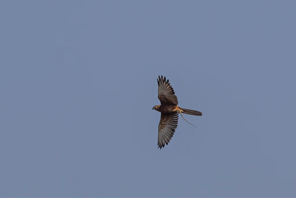 大黄眼隼(Falco alopex)