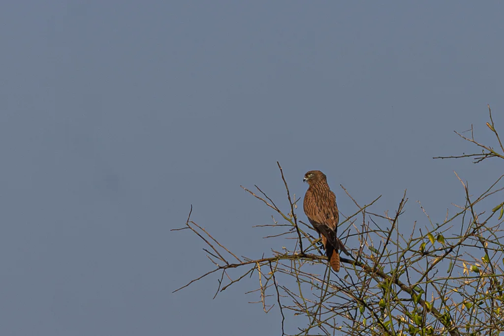大黄眼隼(Falco alopex)