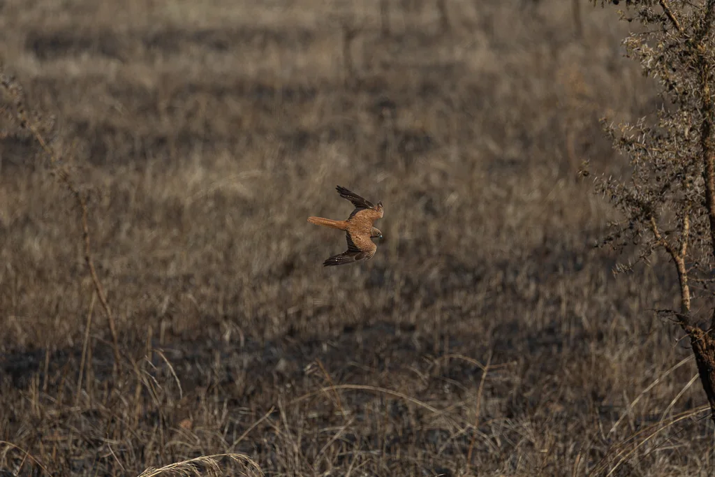 大黄眼隼(Falco alopex)