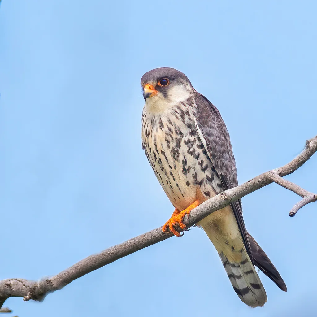 红脚隼(Falco amurensis)