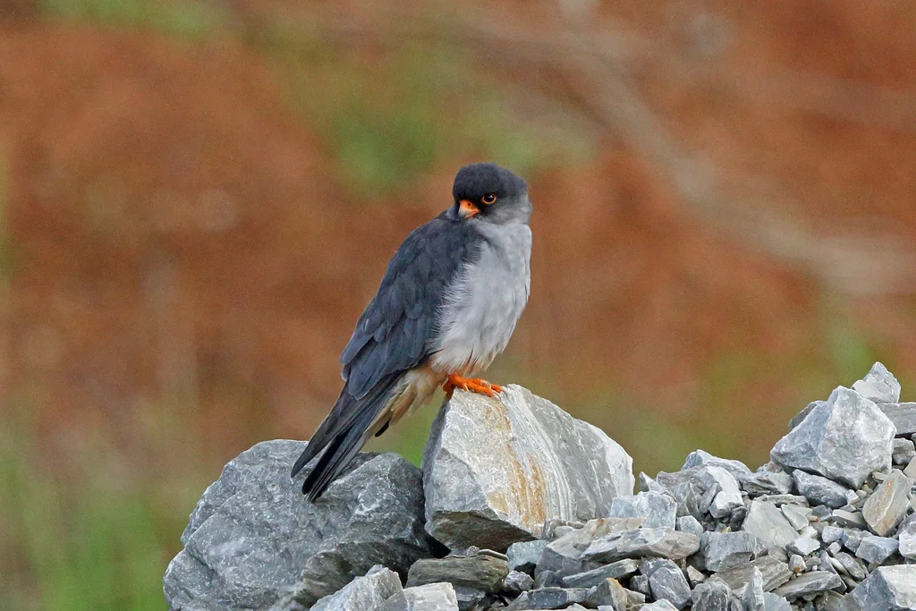 红脚隼(Falco amurensis)