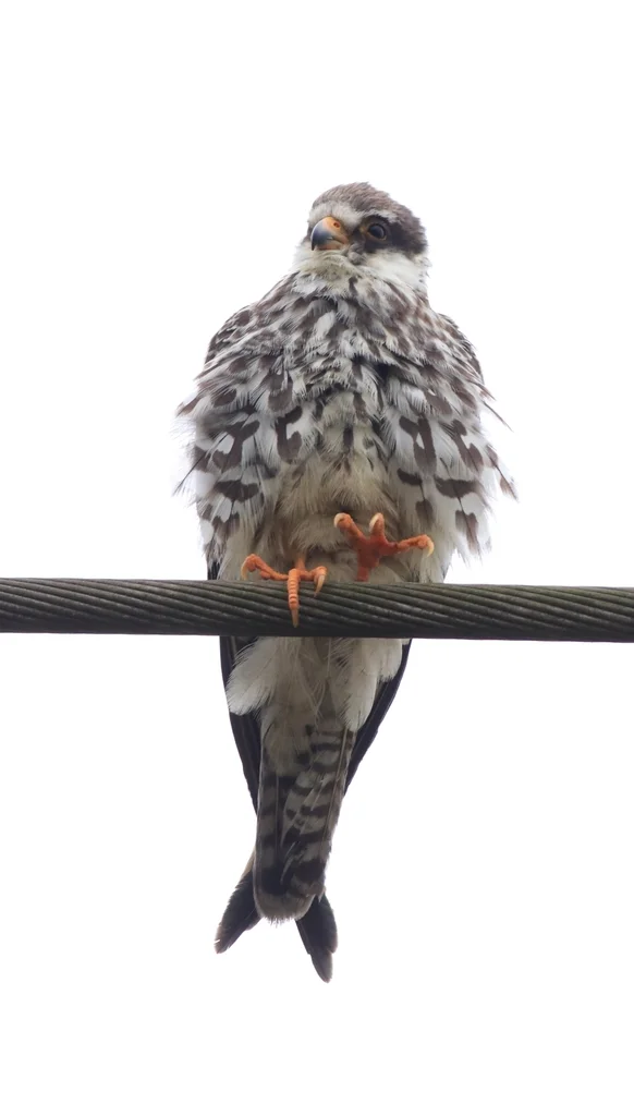 红脚隼(Falco amurensis)
