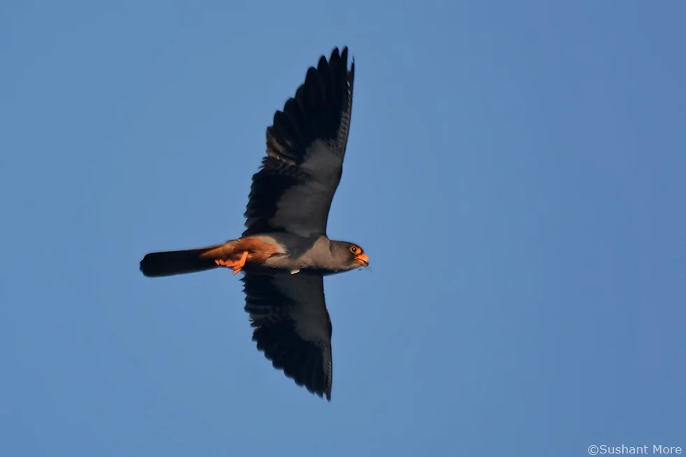 红脚隼（Falco amurensis）