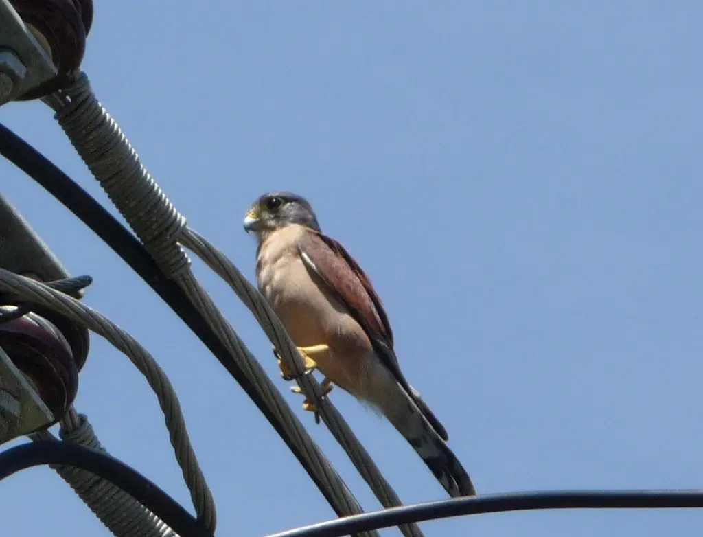 塞舌尔隼(Falco araeus)