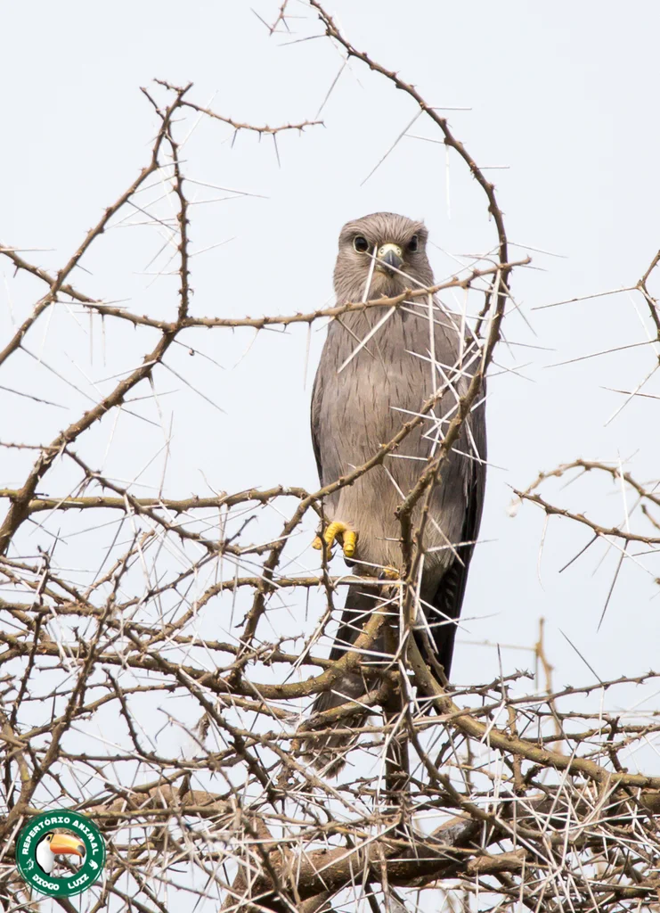 灰隼(Falco ardosiaceus)