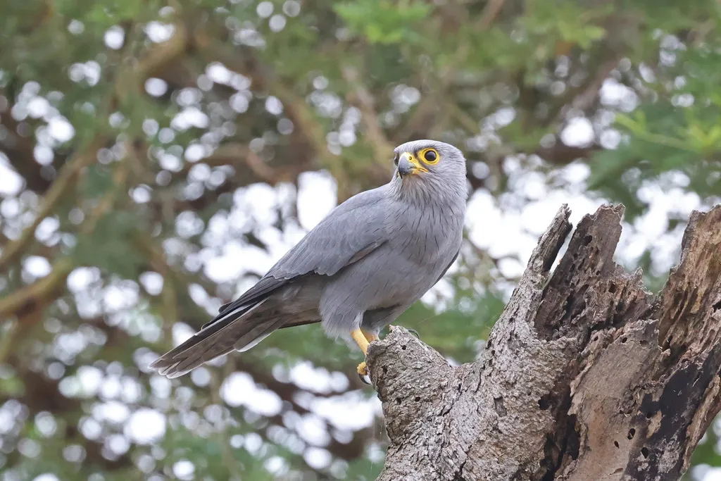 灰隼(Falco ardosiaceus)