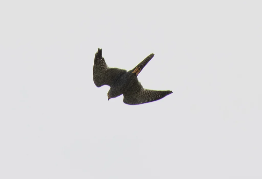 灰隼(Falco ardosiaceus)
