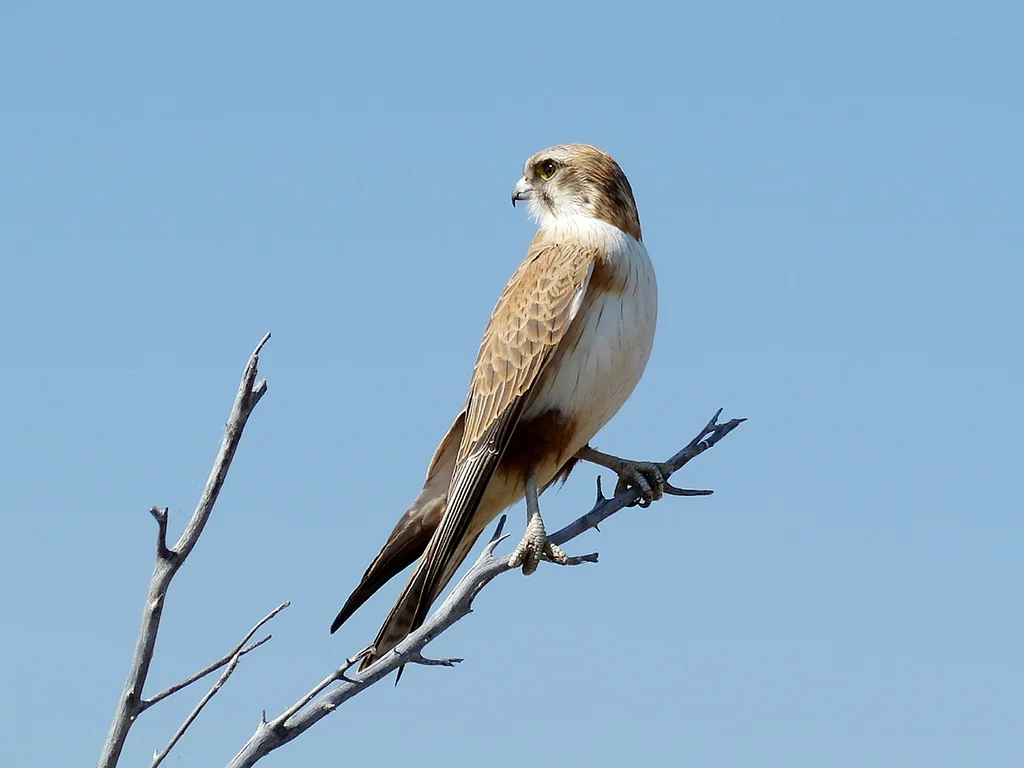 褐隼(Falco berigora)