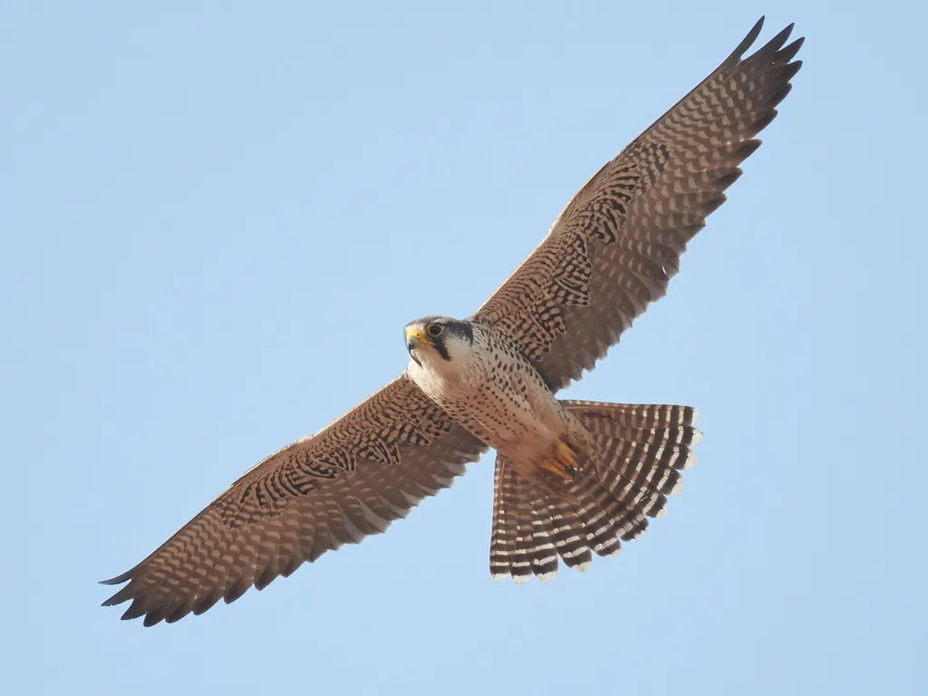 地中海隼(Falco biarmicus)