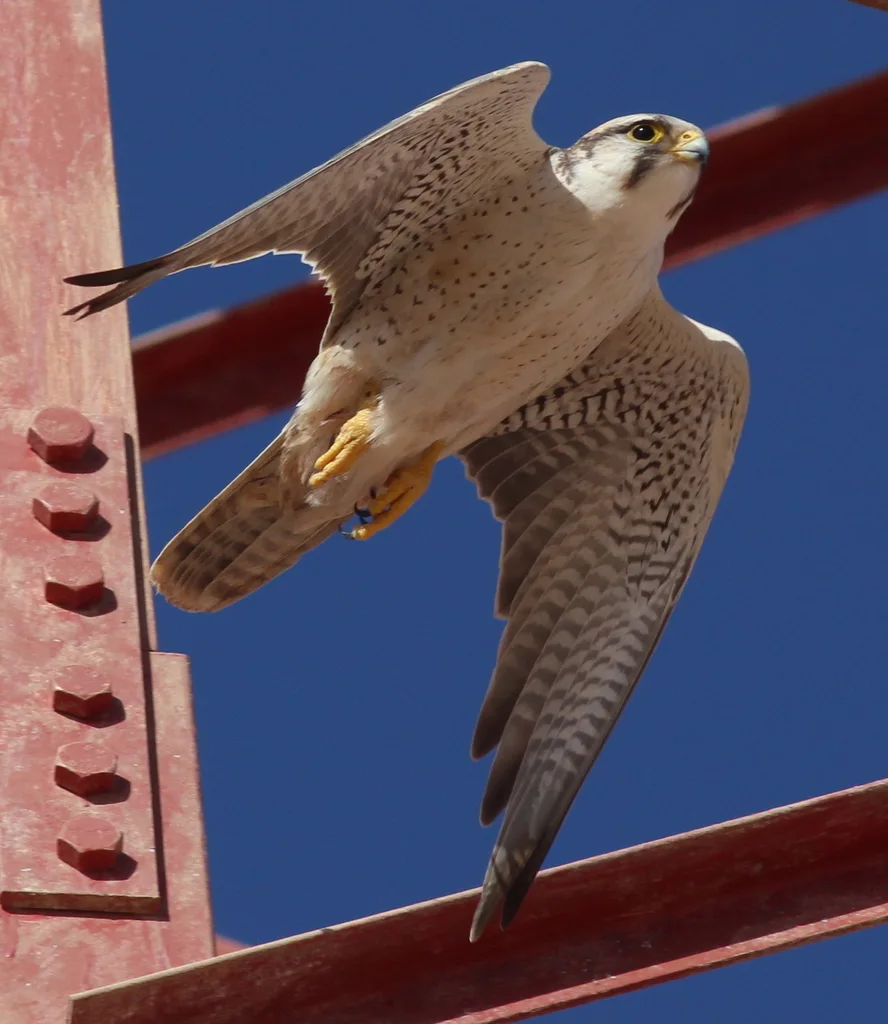 地中海隼(Falco biarmicus)
