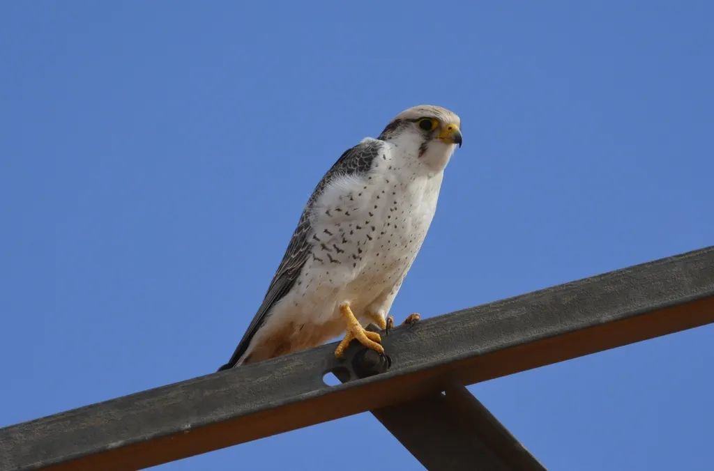 地中海隼(Falco biarmicus)