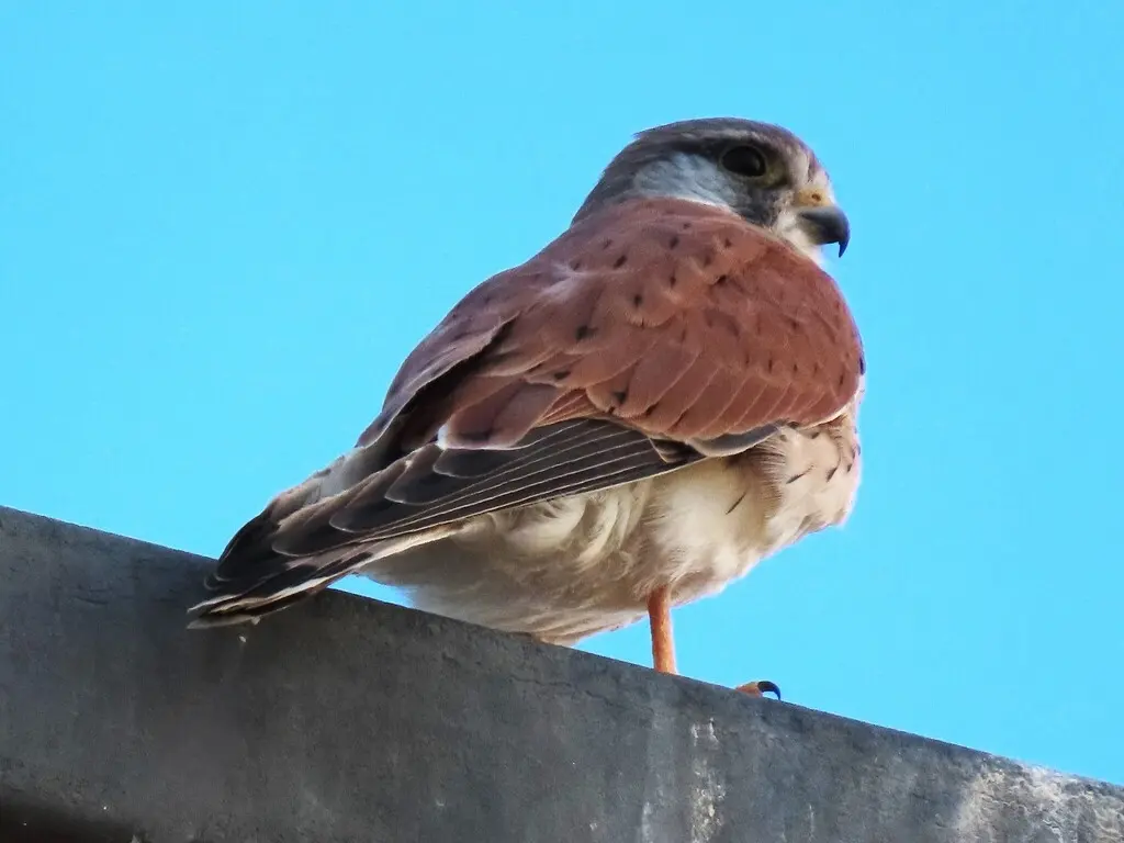 澳洲隼(Falco cenchroides)