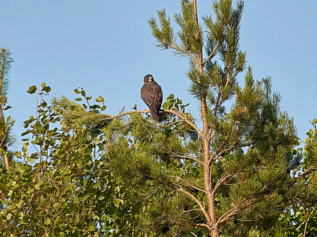 猎隼(Falco cherrug)