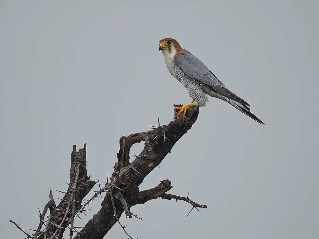 红头隼(Falco chicquera)
