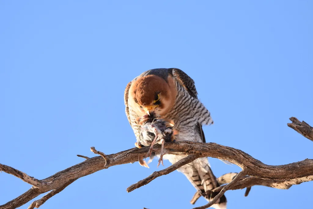红头隼(Falco chicquera)
