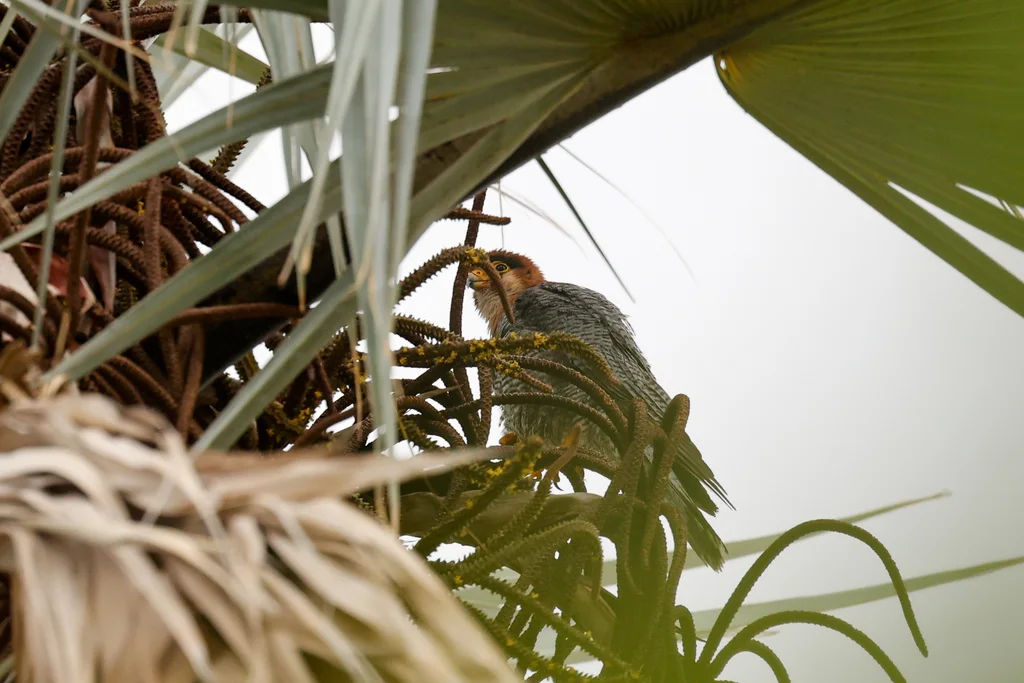红头隼(Falco chicquera)