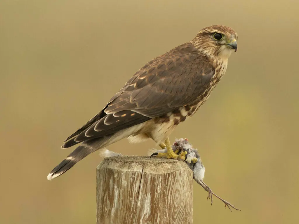 灰背隼(Falco columbarius)