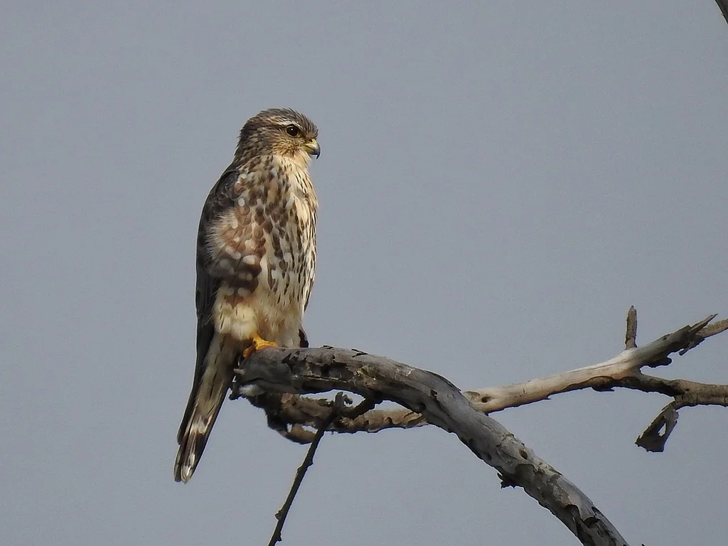 灰背隼(Falco columbarius)