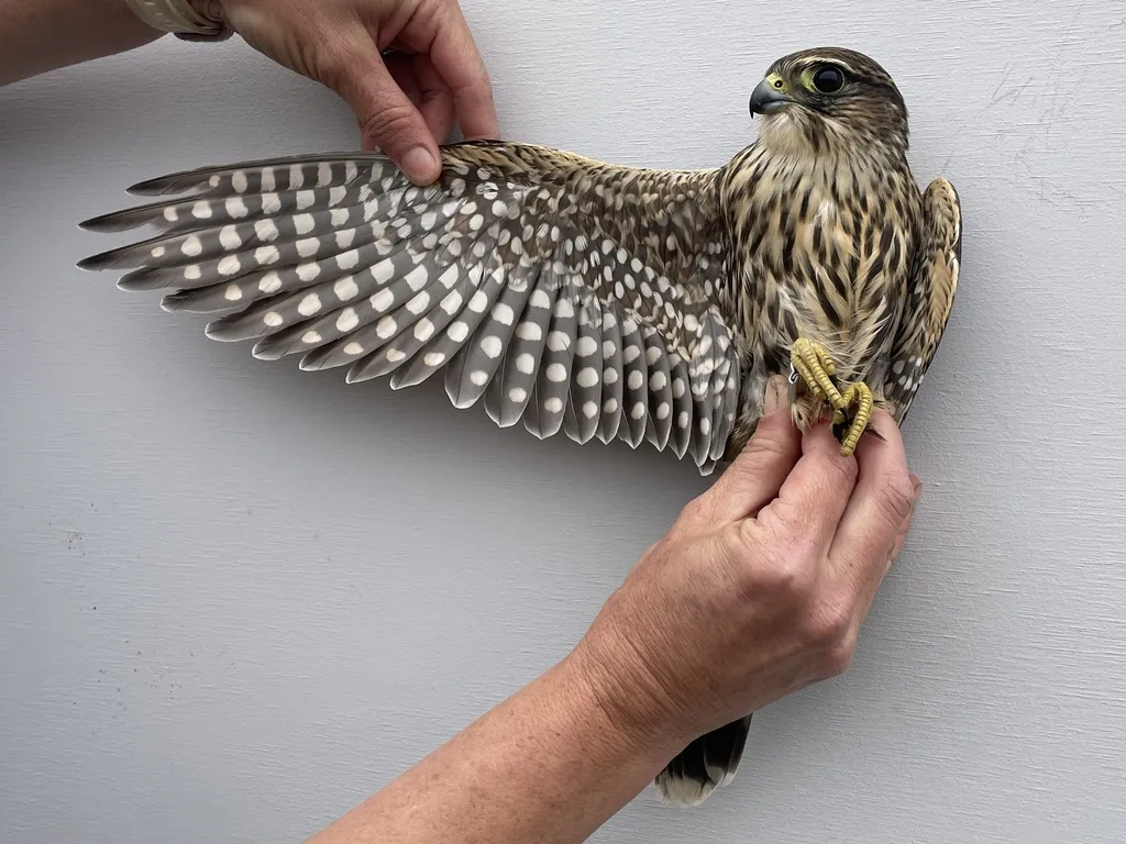 灰背隼(Falco columbarius)
