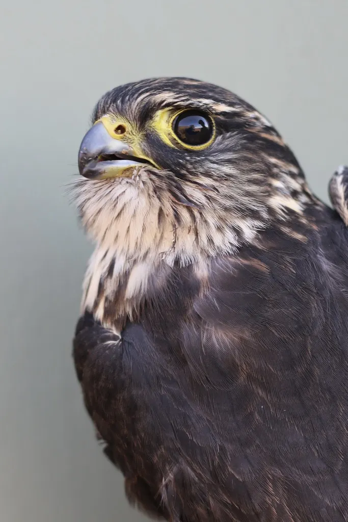 灰背隼(Falco columbarius)