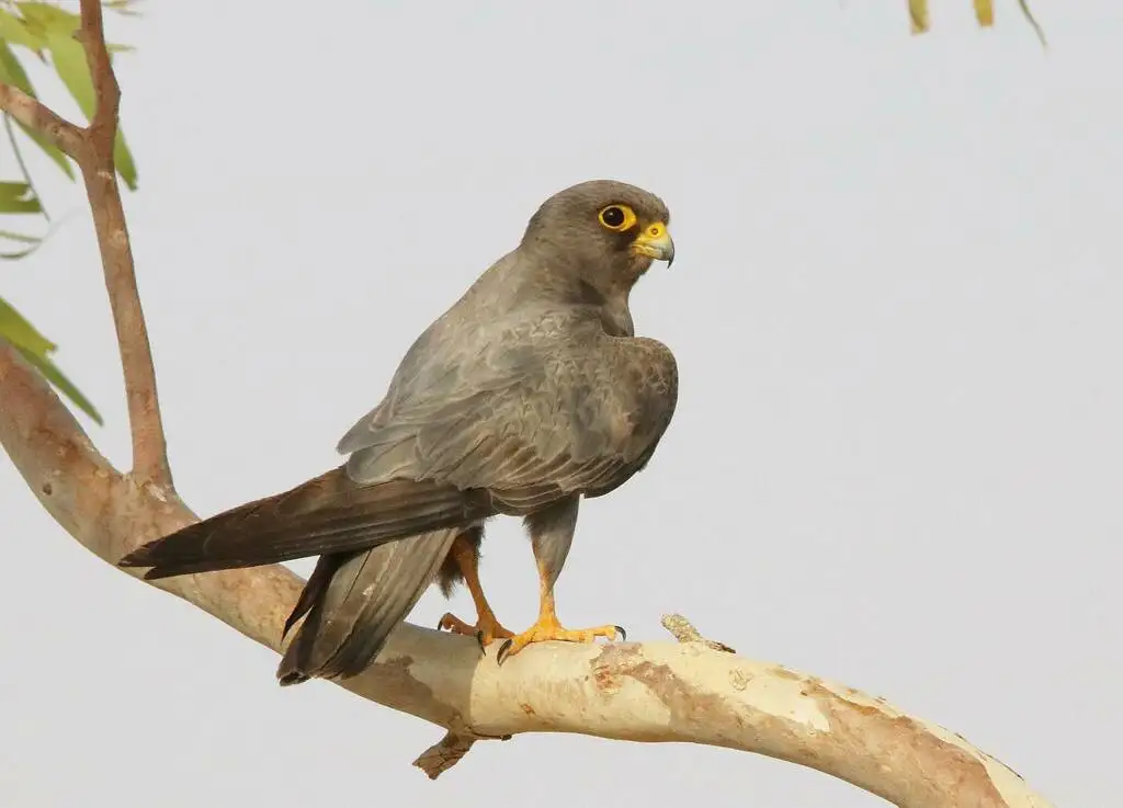 烟色隼(Falco concolor)