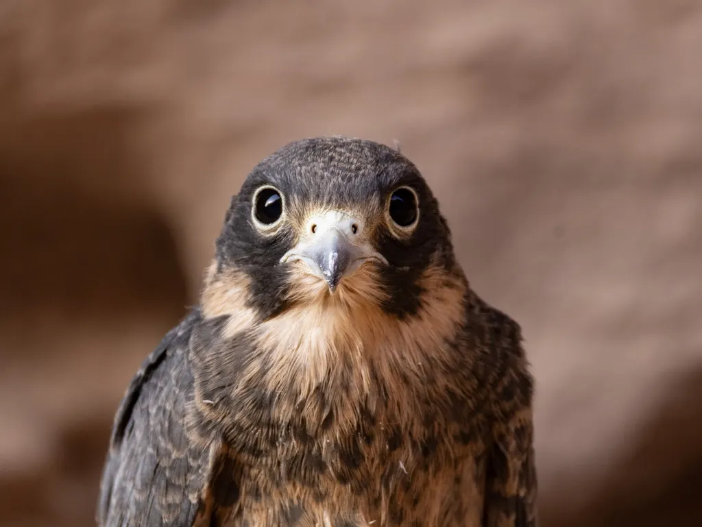 烟色隼(Falco concolor)
