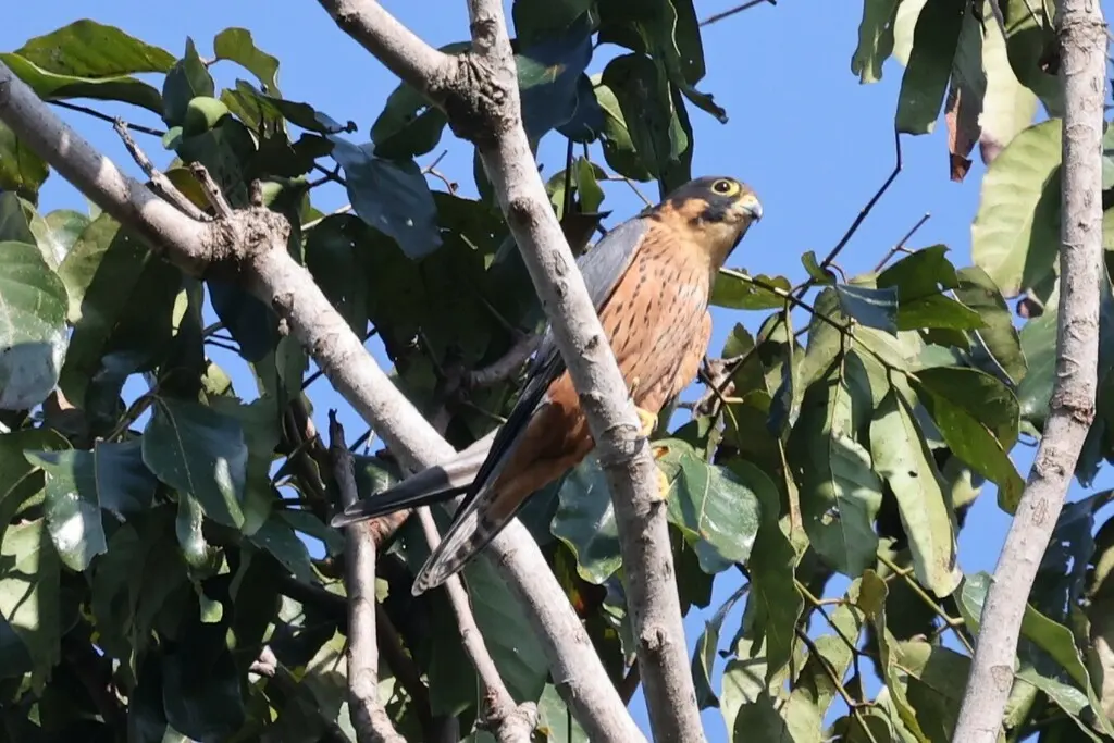 非洲隼(Falco cuvierii)