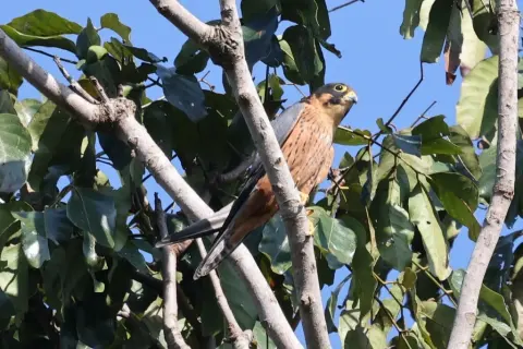 非洲隼