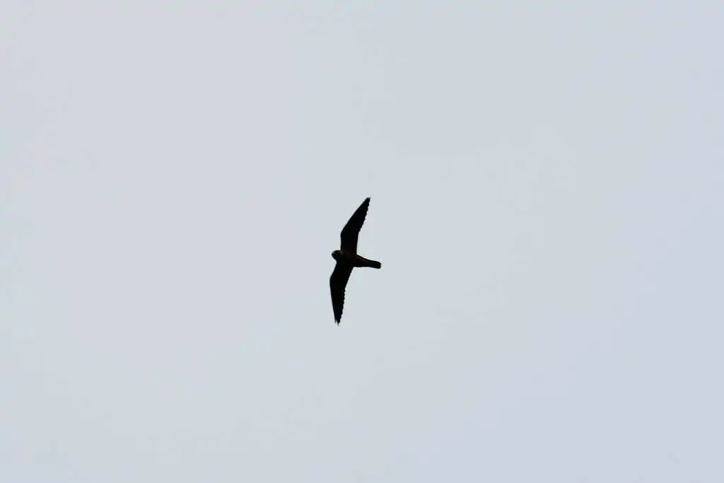 非洲隼(Falco cuvierii)