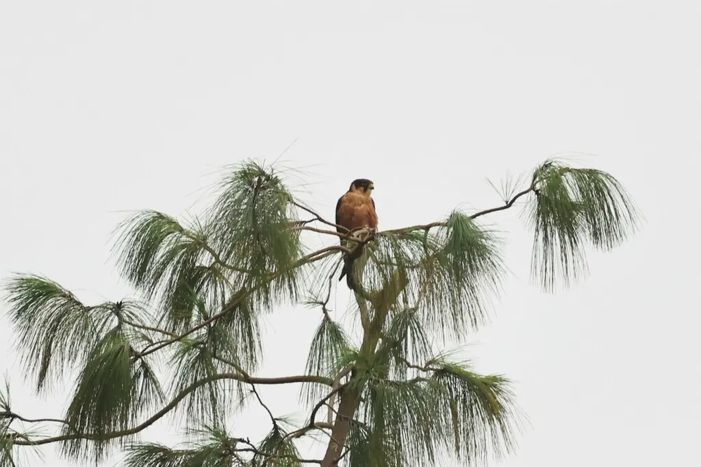 非洲隼(Falco cuvierii)