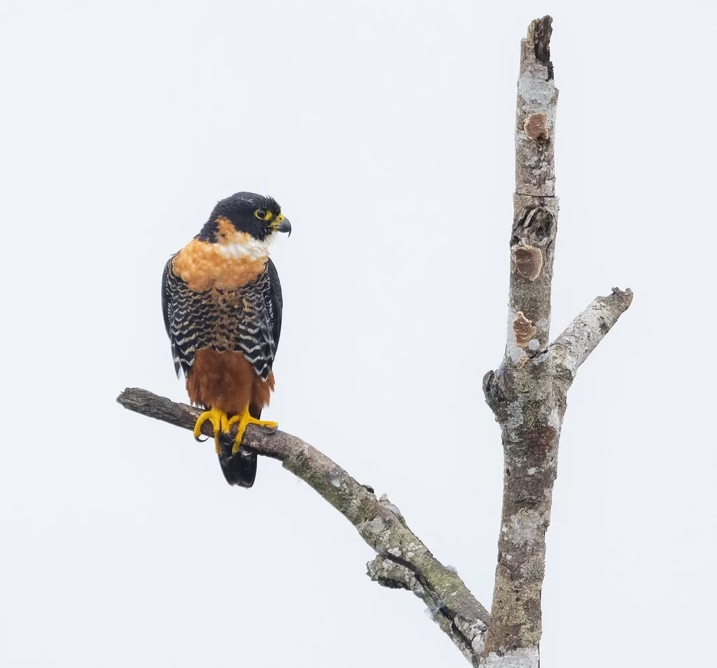 橙胸隼(Falco deiroleucus)