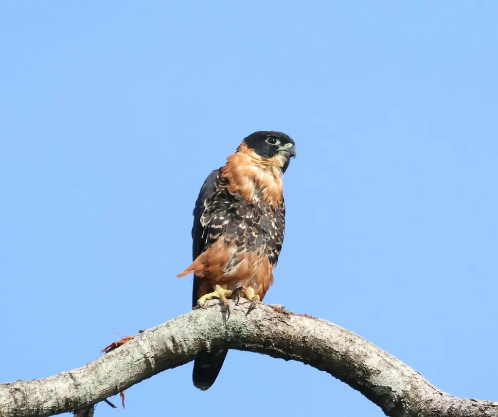 橙胸隼(Falco deiroleucus)