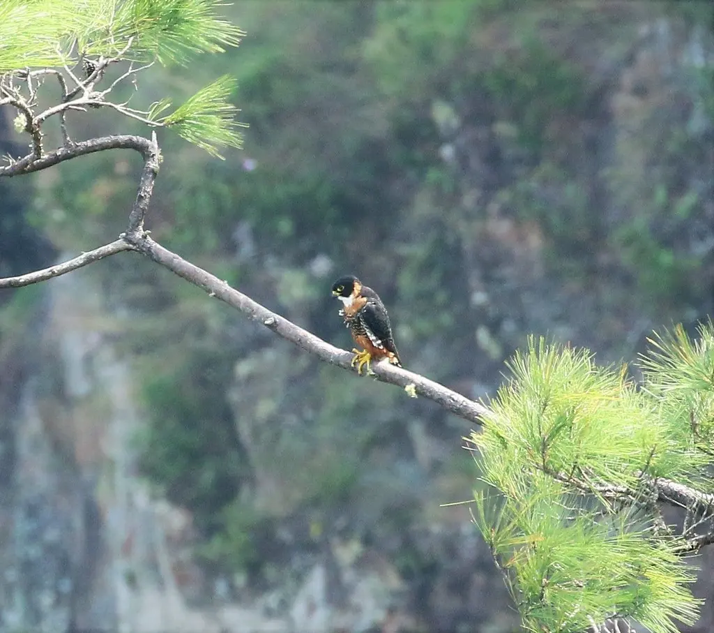 橙胸隼(Falco deiroleucus)