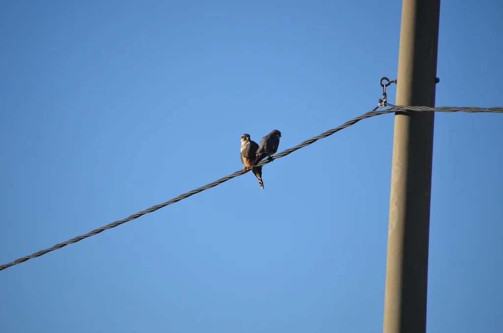黄眉隼(Falco femoralis)