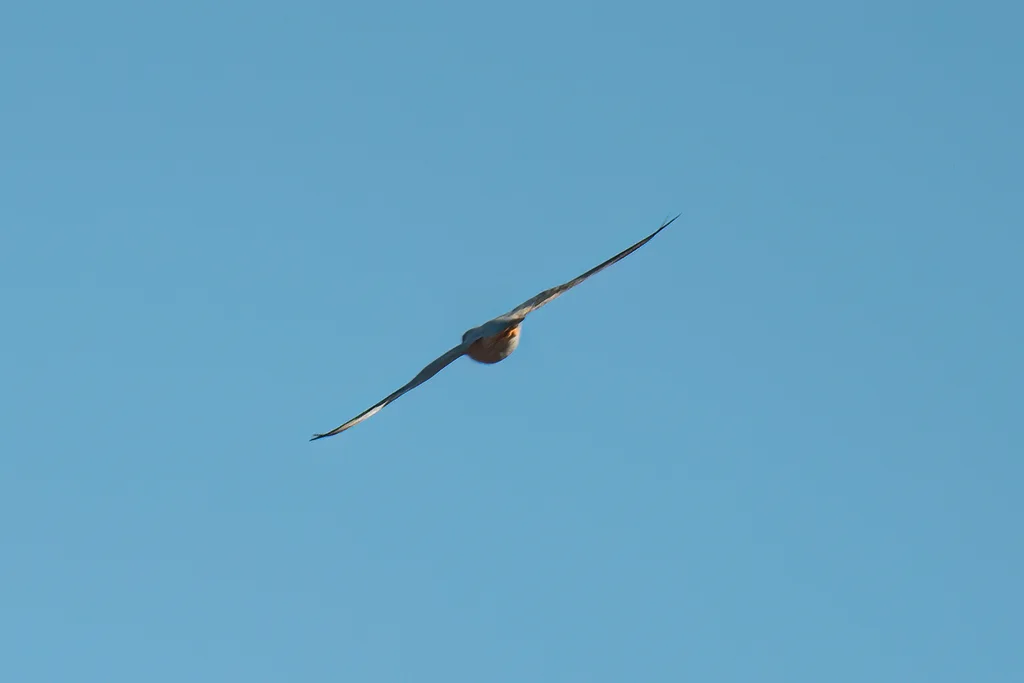 澳洲灰隼(Falco hypoleucos)