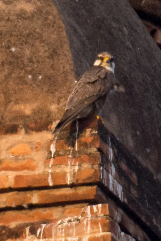 印度猎隼(Falco jugger)
