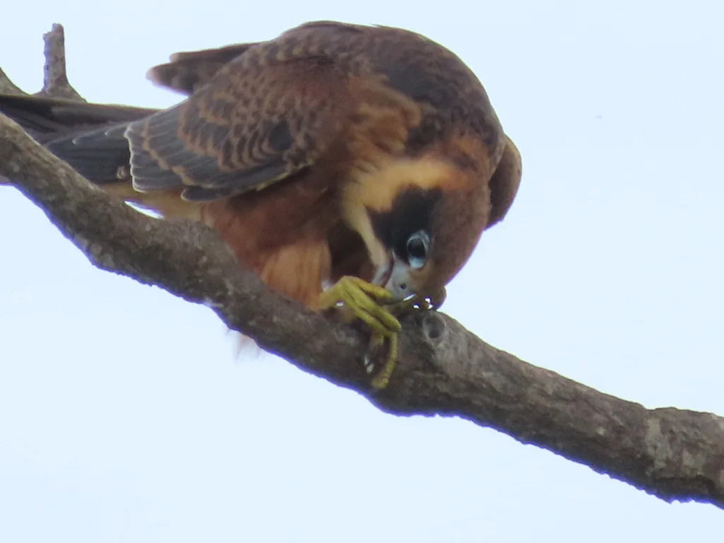 姬隼(Falco longipennis)