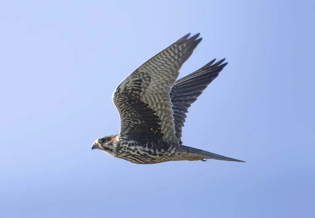 草原隼(Falco mexicanus)