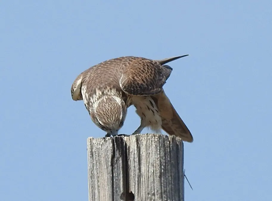 草原隼(Falco mexicanus)