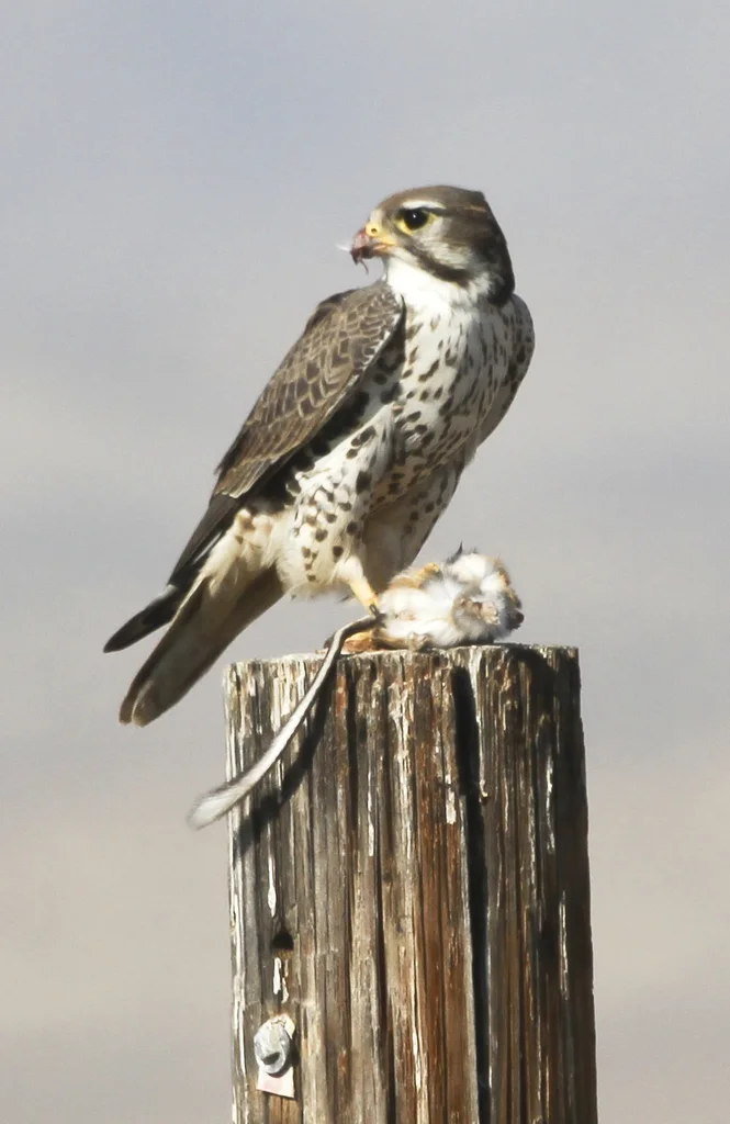 草原隼(Falco mexicanus)