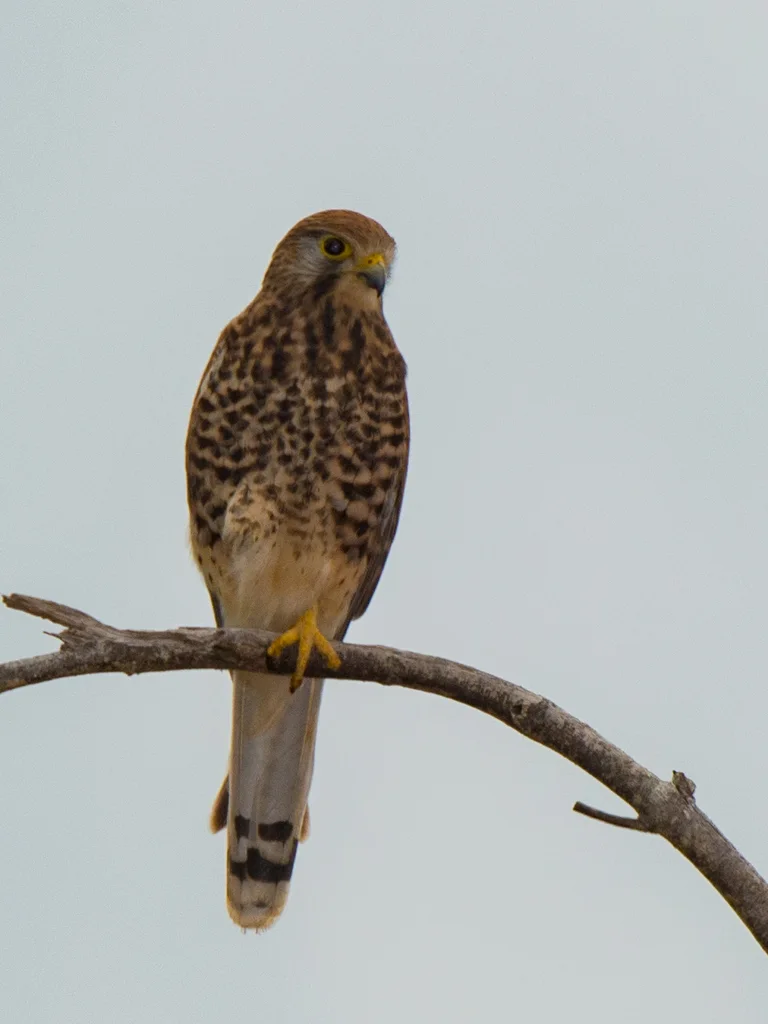 斑隼(Falco moluccensis)