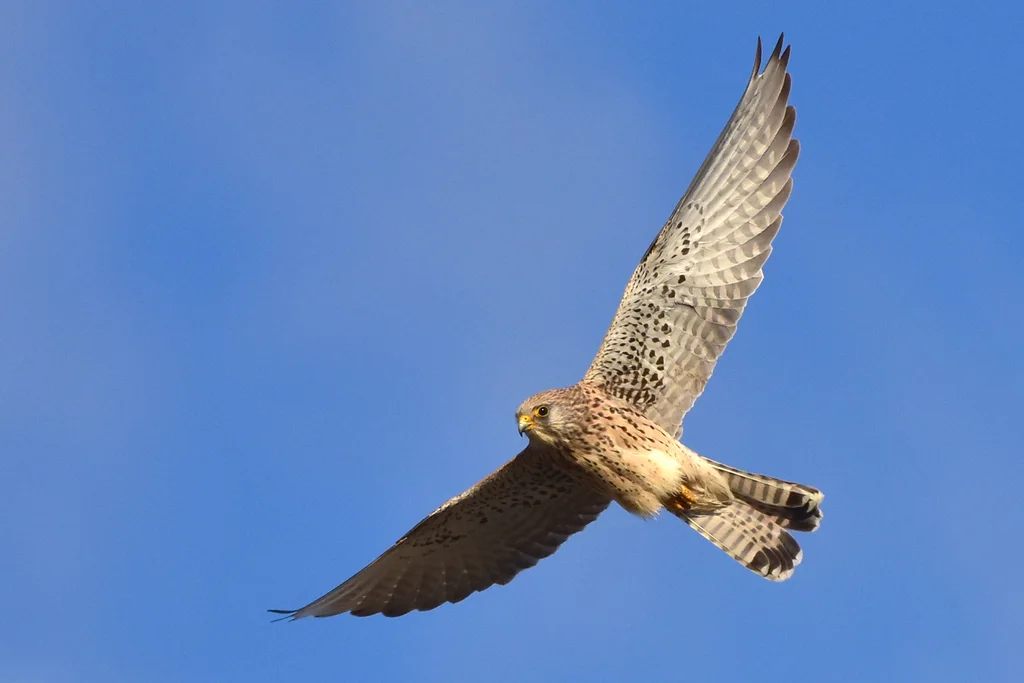 黄爪隼(Falco naumanni)