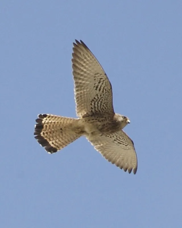 黄爪隼(Falco naumanni)