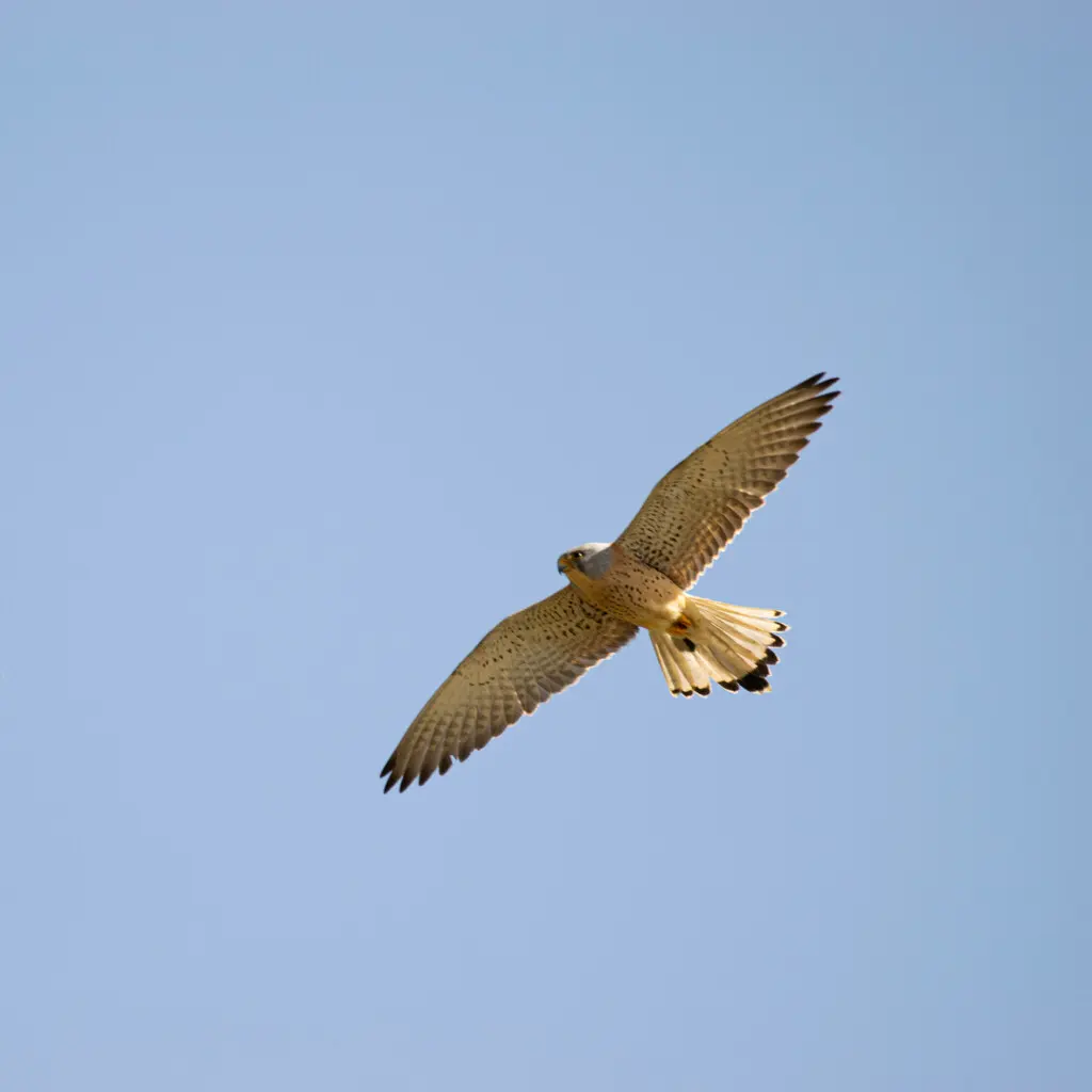黄爪隼(Falco naumanni)