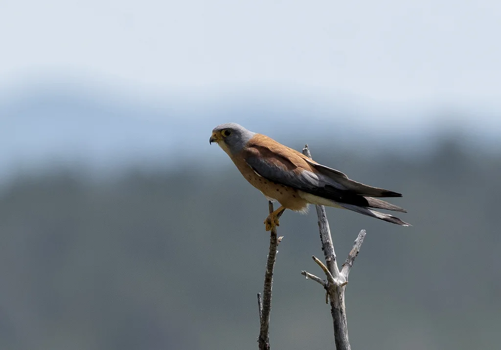 黄爪隼(Falco naumanni)