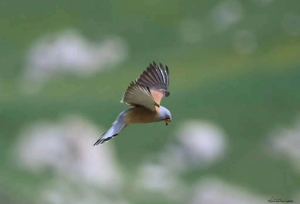 黄爪隼(Falco naumanni)