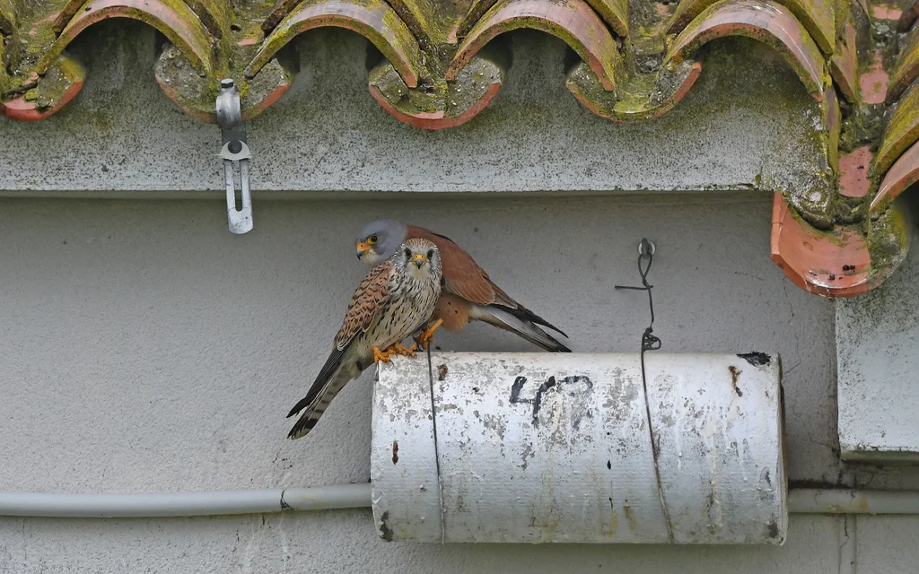 黄爪隼（Falco naumanni）
